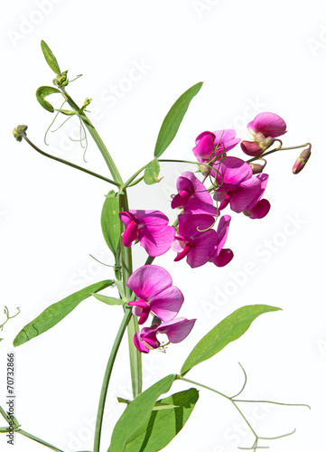 Fototapeta Naklejka Na Ścianę i Meble -  Wicken