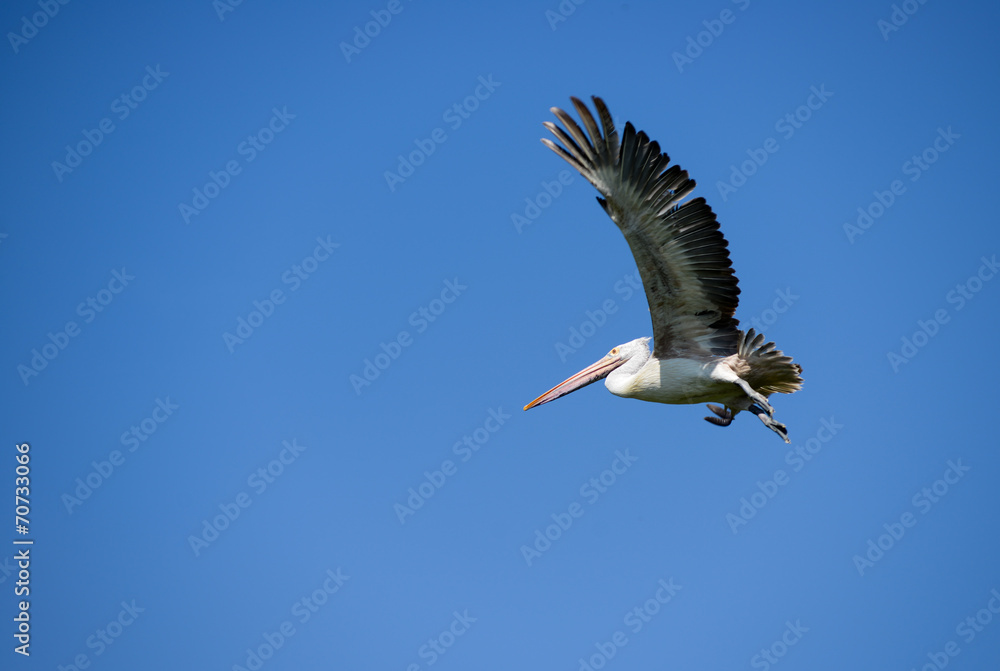 Flying Pelican against a clear blue sky Flying Pelican against a clear blue sky