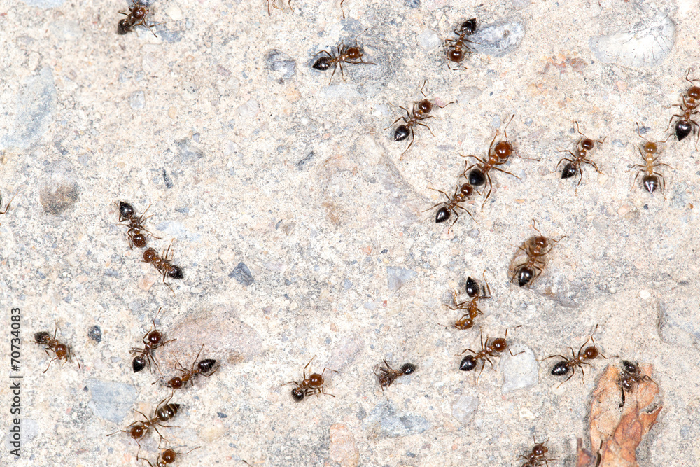 ants on the wall. close-up
