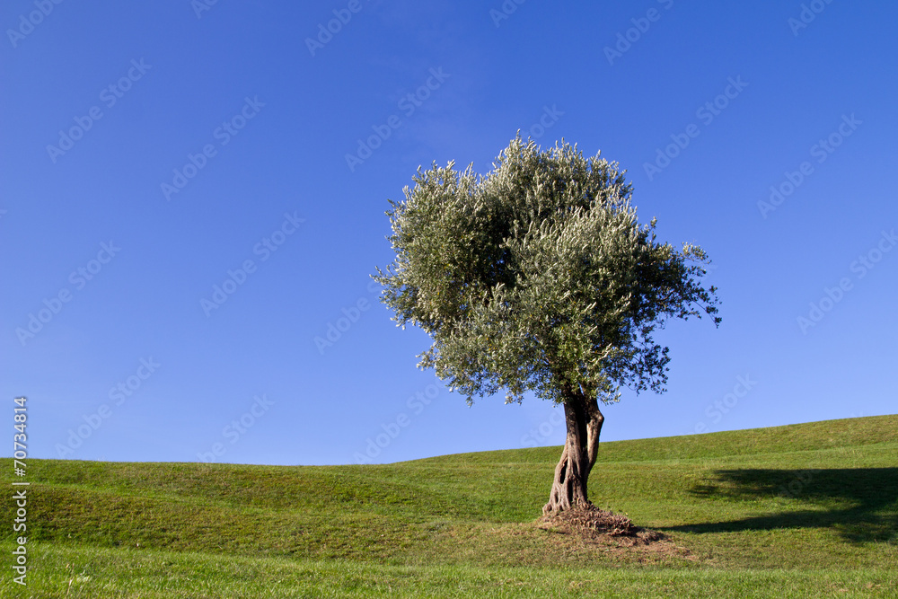 Beautiful olive tree on a green hill under a clear blue sky Beautiful olive tree on a green hill under a clear blue sky