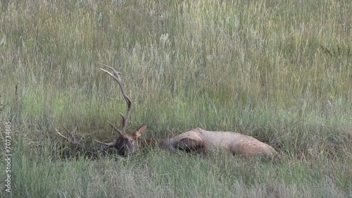 Bull Elk Wallowing in the Rut