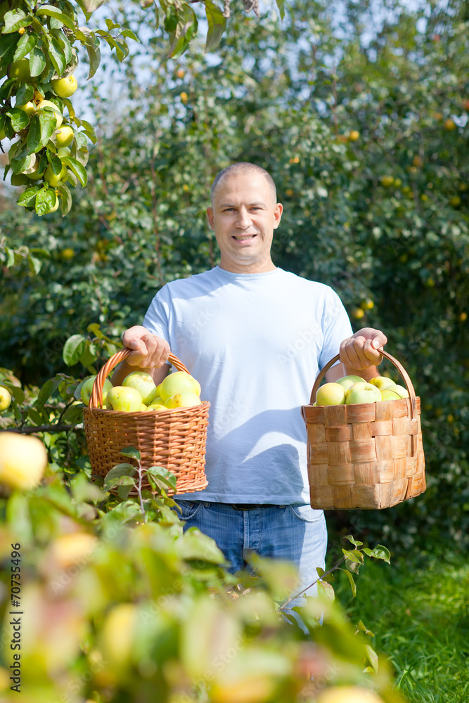 Fototapeta premium Happy man gathers apples