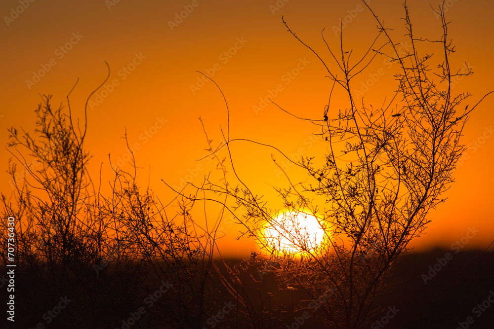 Obraz premium tree at sunset