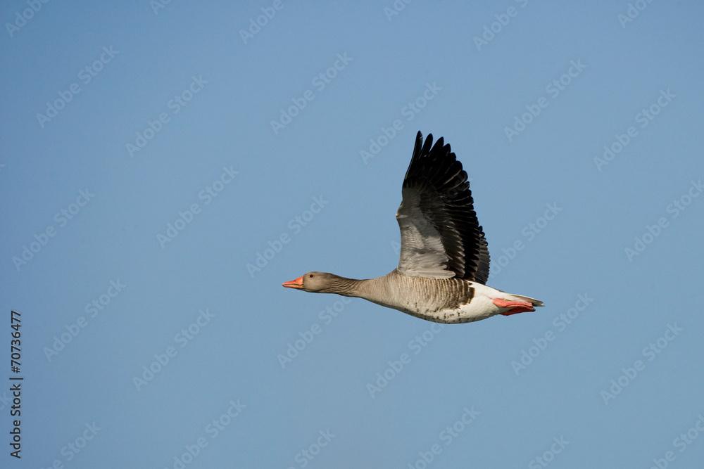 Fototapeta premium Graugans