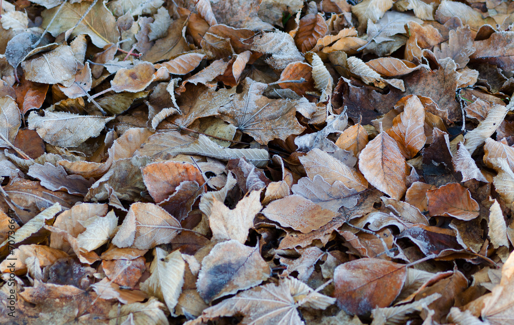 Gefrorene Blätter - Laubdecke im Winter