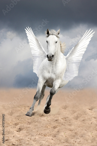 White horse with wings running free