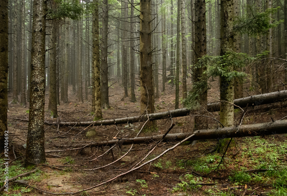 Fototapeta premium Fallen trees in the pine forest