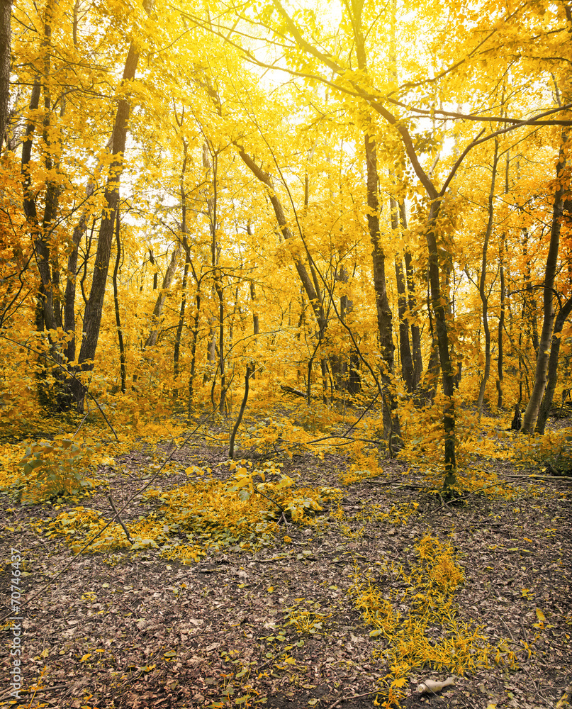 Forest Forest
