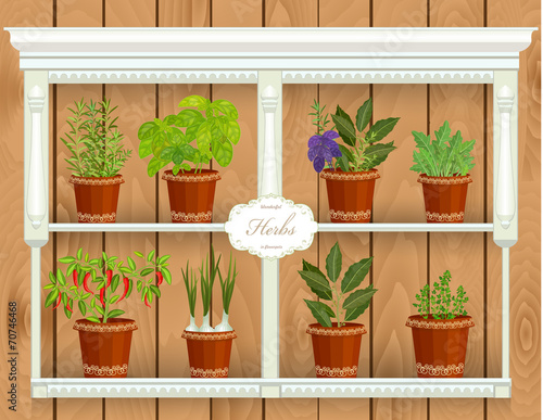 shelfs with collection of herbs in a flowerpots at market