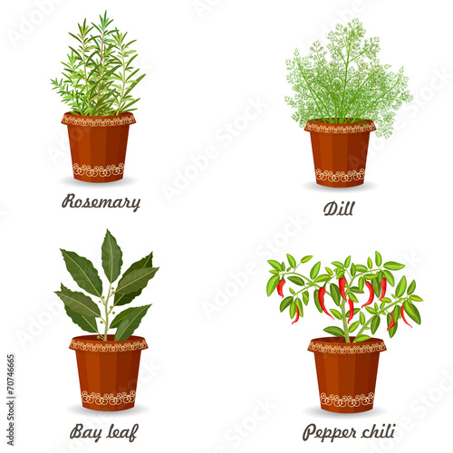 collection of herbs in a flowerpots