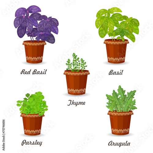 collection of herbs in a flowerpots