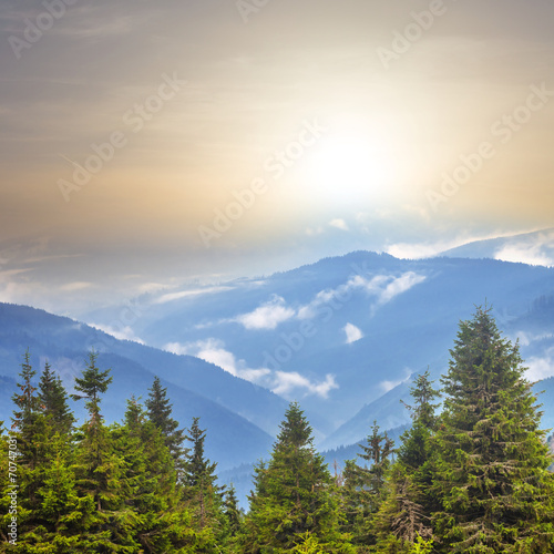 Fototapeta Naklejka Na Ścianę i Meble -  mountain forest at the morning