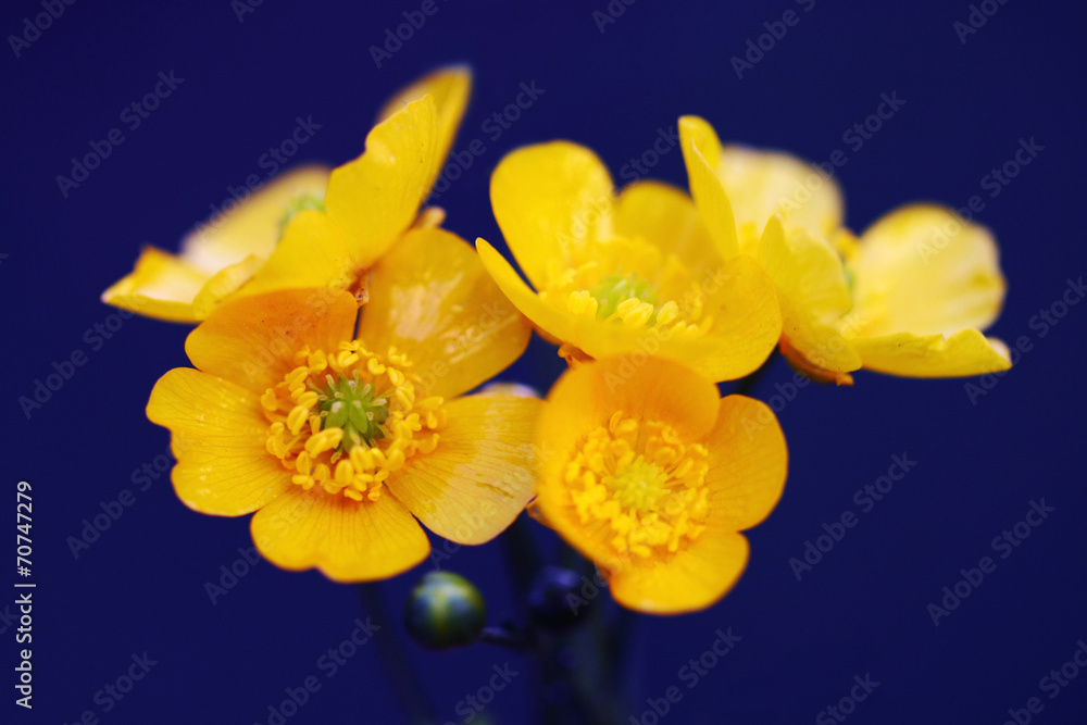 Caltha palustris flowers Caltha palustris flowers