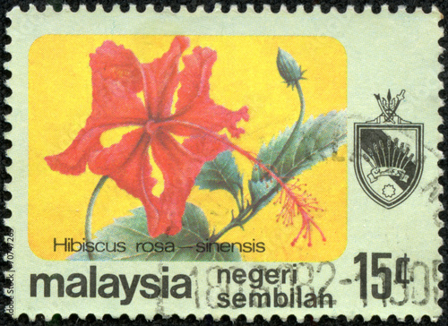 Obraz na płótnie stamp printed in Malaysia shows Hibiscus rosa - sinensis w salonie