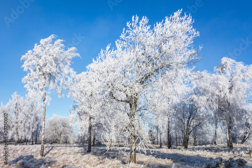 Hoarfrost covered trees