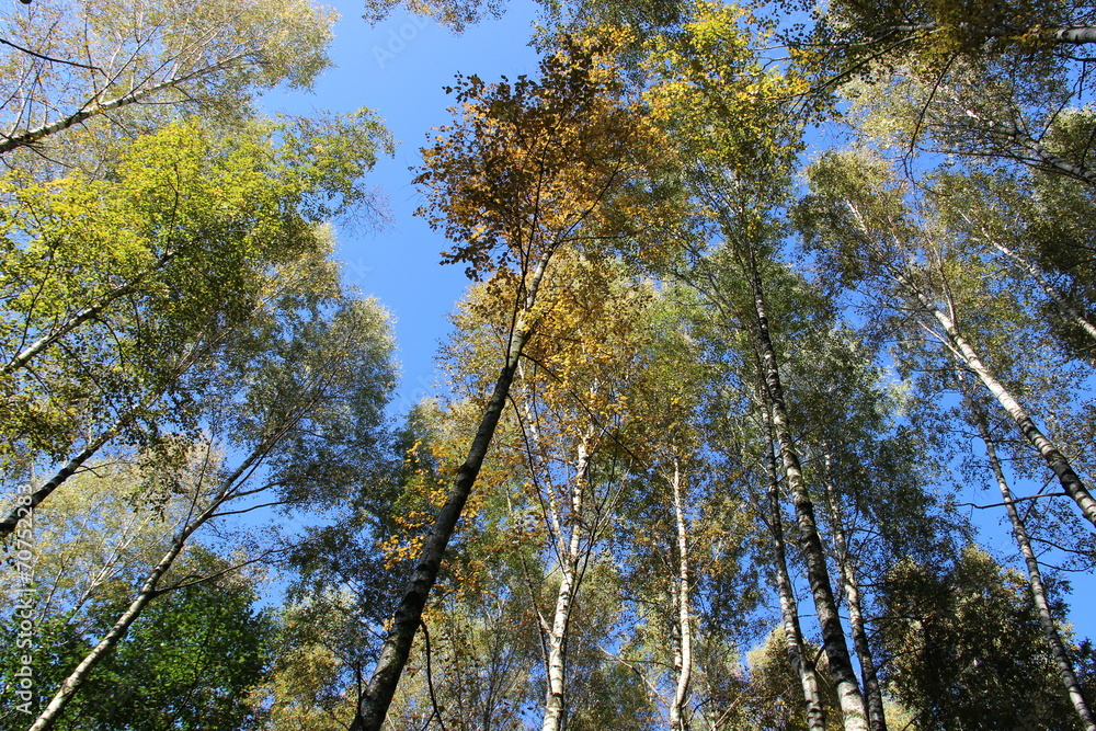 Obraz premium береза