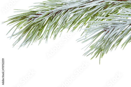 Pine branch