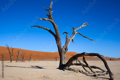 Namibia  deserto con alberi 