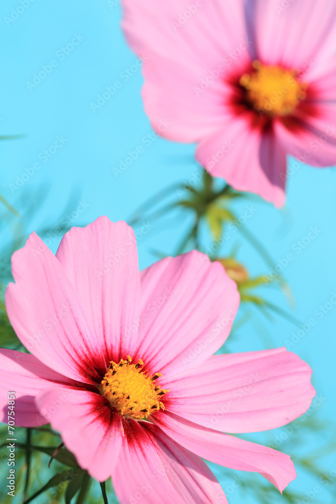 pink garden cosmos