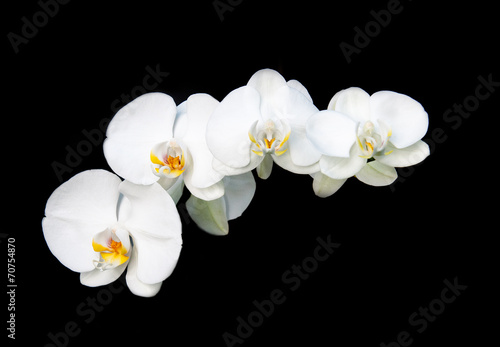 Fototapeta Naklejka Na Ścianę i Meble -  White orchid flower