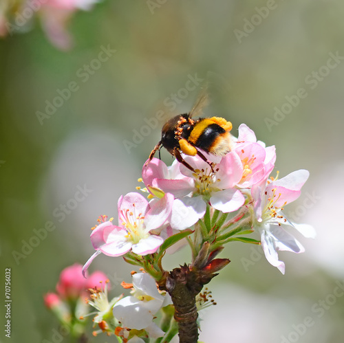 apple flower and bee © Gabriele Maltinti