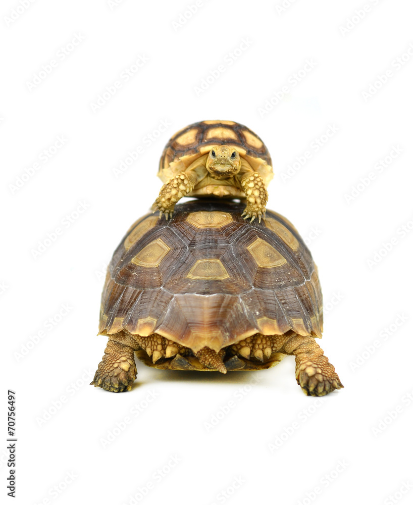 Obraz premium turtle on white background