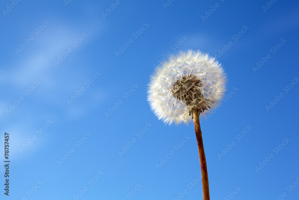 Dandelion on blue sky