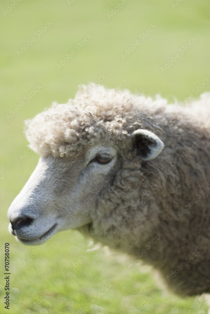 草原の羊