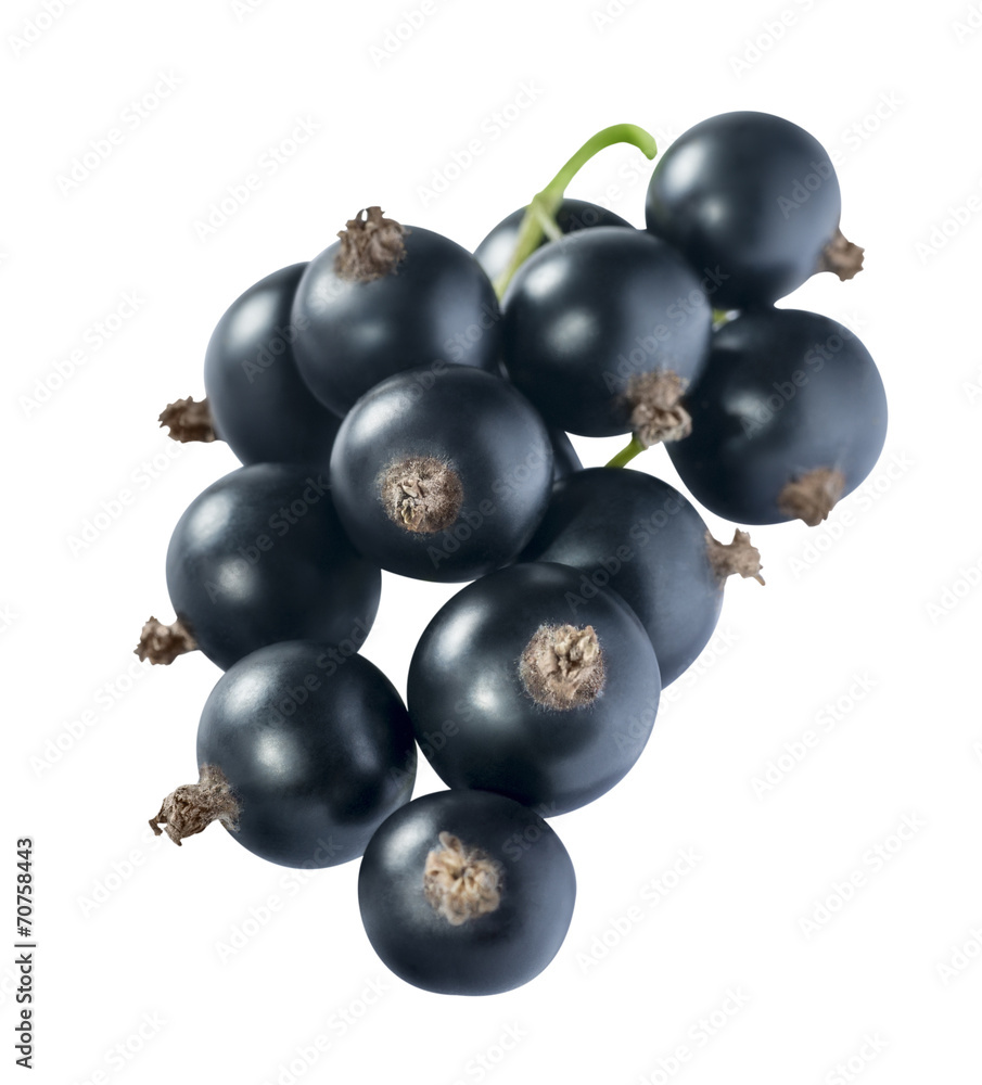 Black currant 3 isolated on white background Black currant 3 isolated on white background
