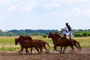 Sierkussen Paardrijden Paardrijden door open landschap  © Orosz György Photogr