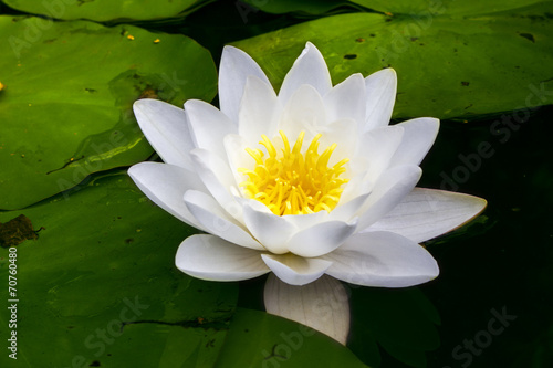 Fototapeta Naklejka Na Ścianę i Meble -  White water lily flower - symbol of purity