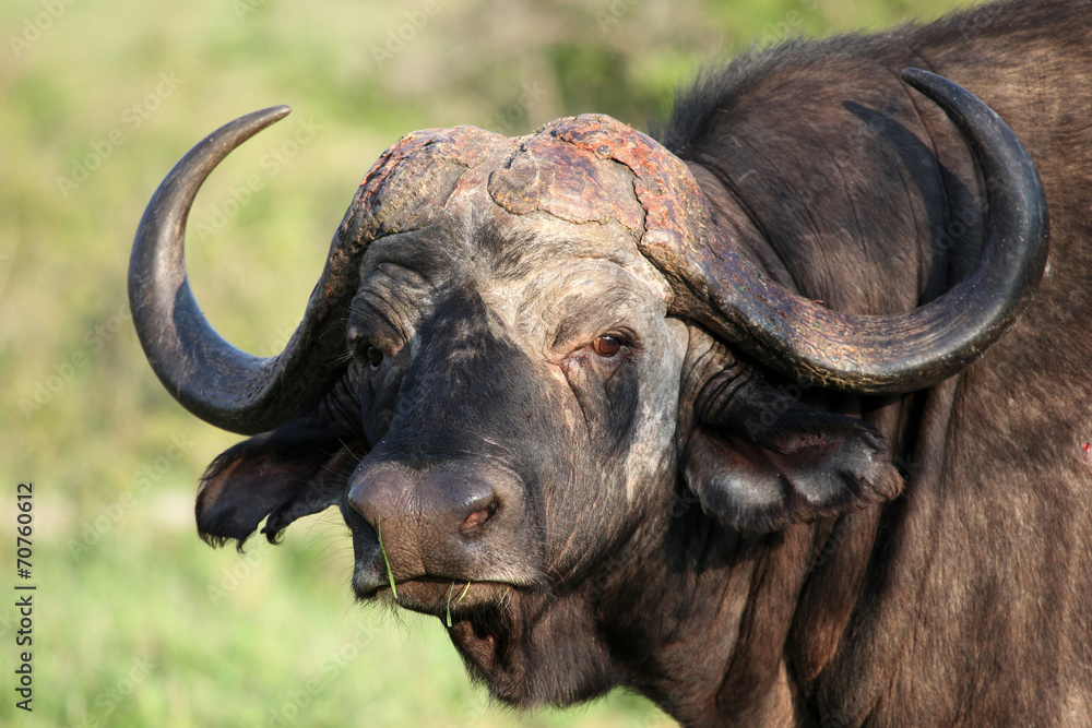 Naklejka premium Cape Buffalo (Syncerus caffer), Eastern Cape, Буйвол, Бык