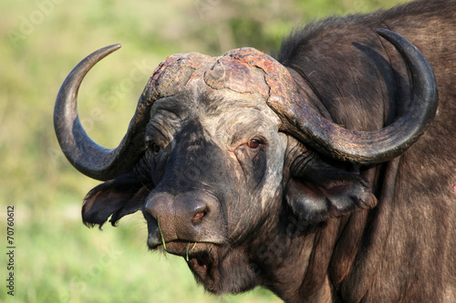 Cape Buffalo (Syncerus caffer), Eastern Cape, Буйвол, Бык