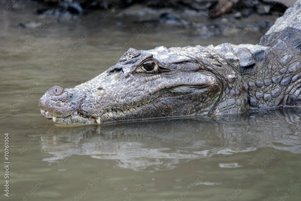 Cayman. Head of a crocodile (alligator) closeup. Кайман Cayman. Head of a crocodile (alligator) closeup. Кайман