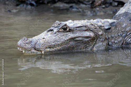 Cayman. Head of a crocodile  alligator  closeup.             