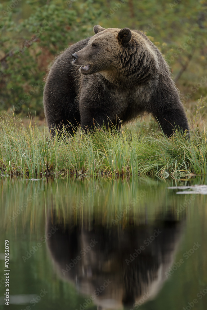 Brown bear reflected