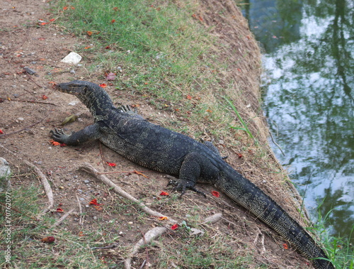 monitor lizard danger on grass closeup water