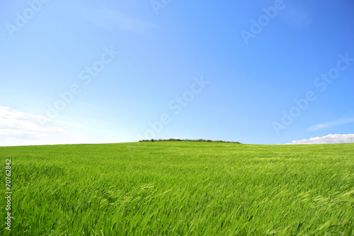 Prato verde con cielo azzurro - pianeta verde photo