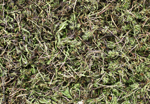 Summer savory herb is drying