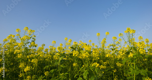 Rapeseed growing on a field at fall