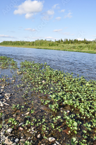 Wild river landscape.