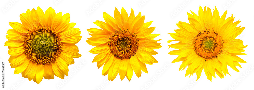 Naklejka premium Sunflowers collection