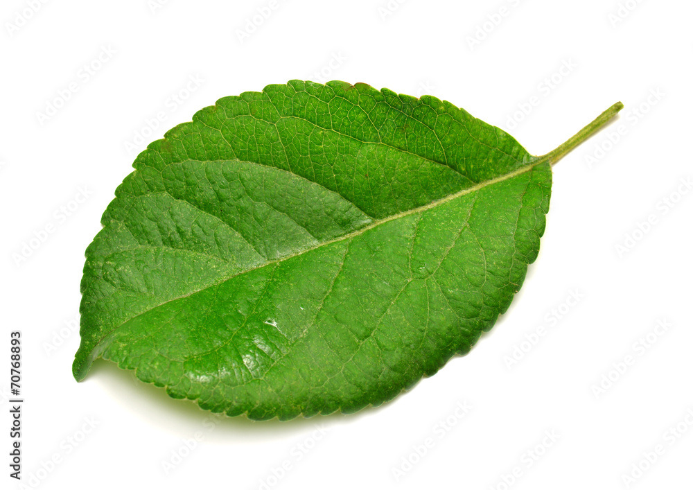 Fototapeta premium Apple leaf