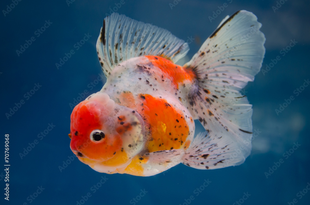 Goldfish in aquarium Goldfish in aquarium