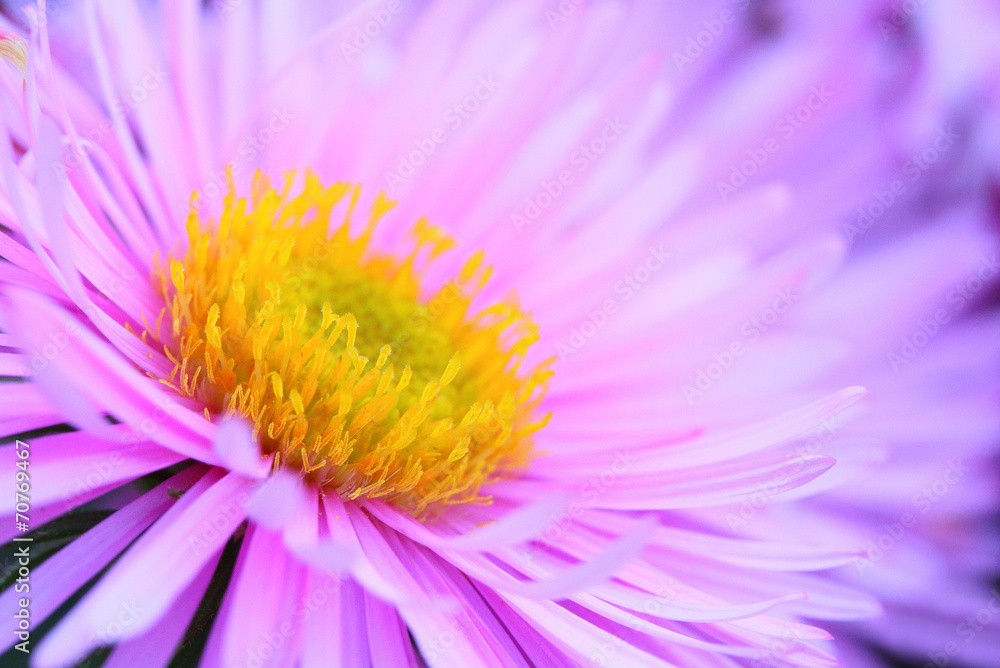 Obraz premium Natural background from New York Aster (Aster dumosus).