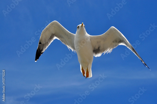 Larus cachinnans large seagull in flight photo