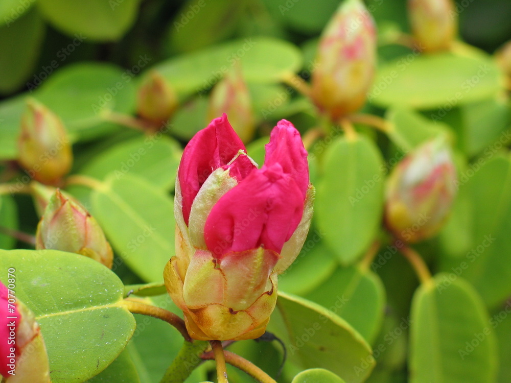 rhododendron rhododendron