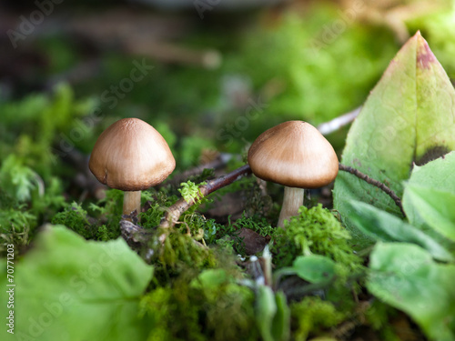 two mushrooms forest