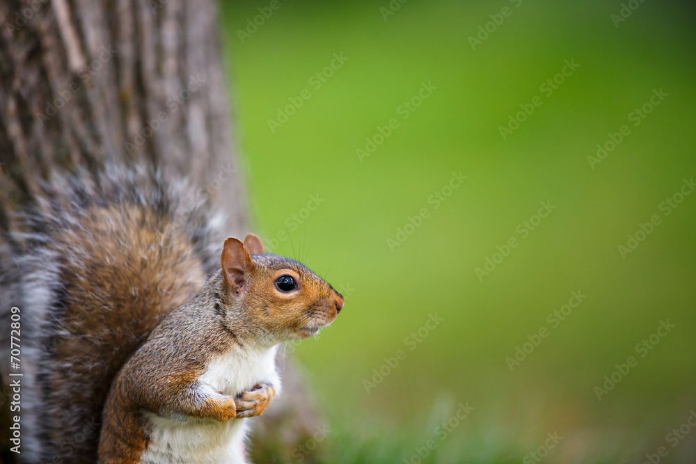 Eastern Grey Squirrel (Sciurus carolinensis) Eastern Grey Squirrel (Sciurus carolinensis)