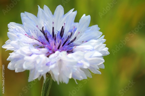 White cornflower